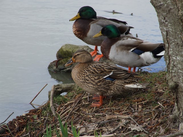 Canards au bord du plan d'eau